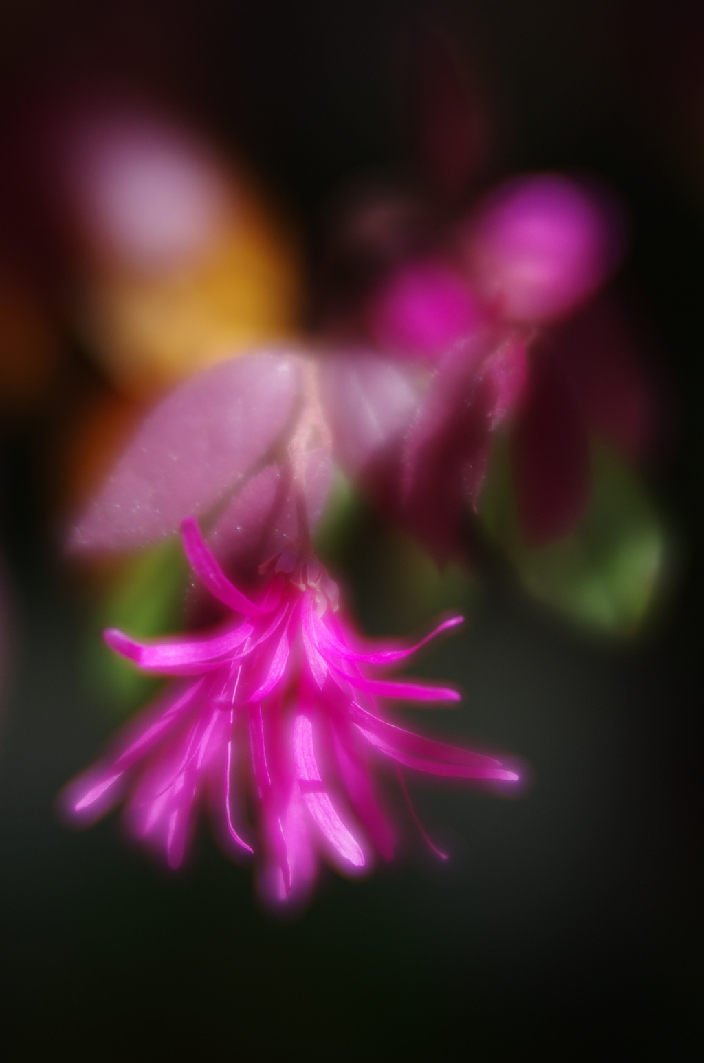 LENSBABY Velvet