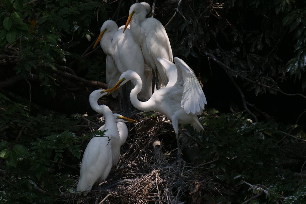 サギのコロニ-の様子