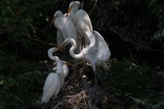 サギのコロニ-の様子