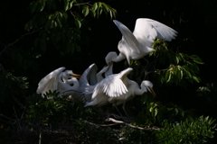 サギのコロニ-の様子