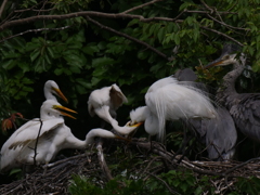 サギのコロニ-の様子