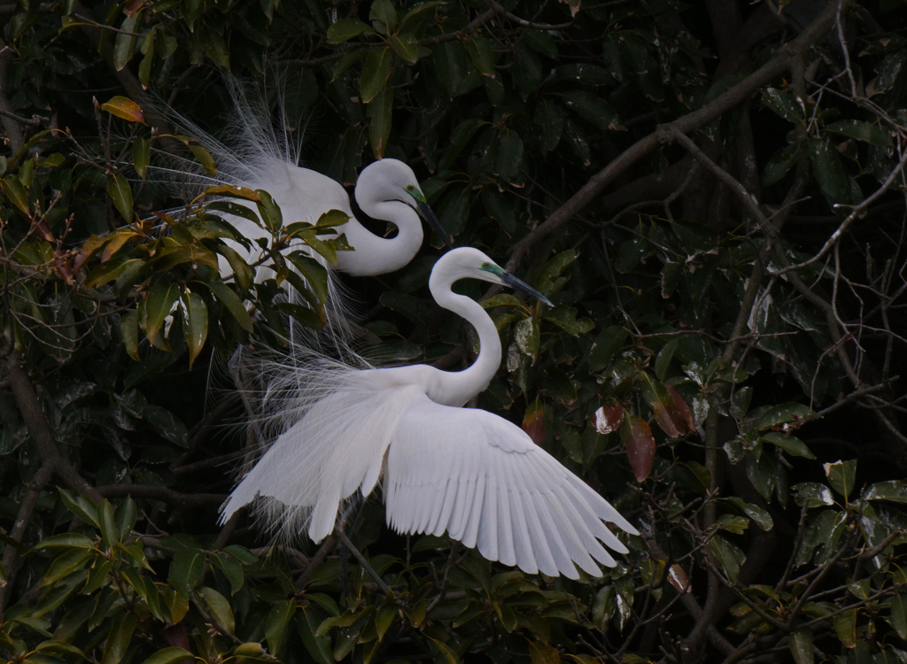 サギのコロニ-の様子