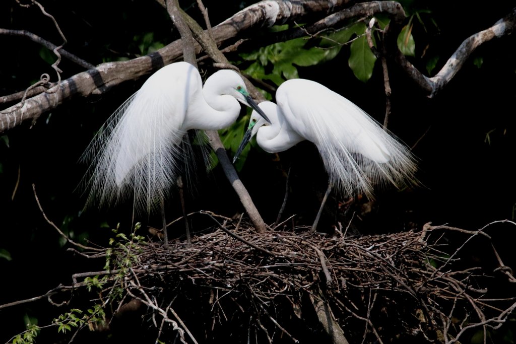 サギのコロニ-の様子