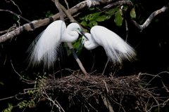 サギのコロニ-の様子