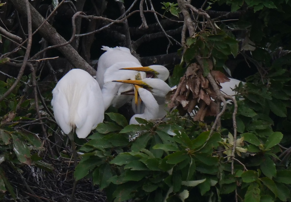 サギのコロニ-の様子