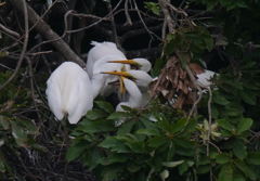 サギのコロニ-の様子