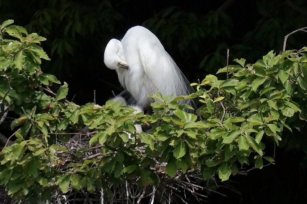 ダイサギ　孵化しました
