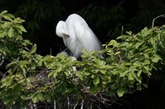 ダイサギ　孵化しました