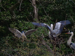 サギのコロニーの様子
