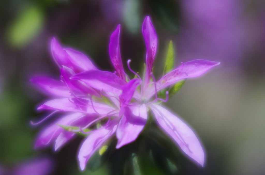 レンズベィビィ　Velvet56　F2.0　F5.6の比較