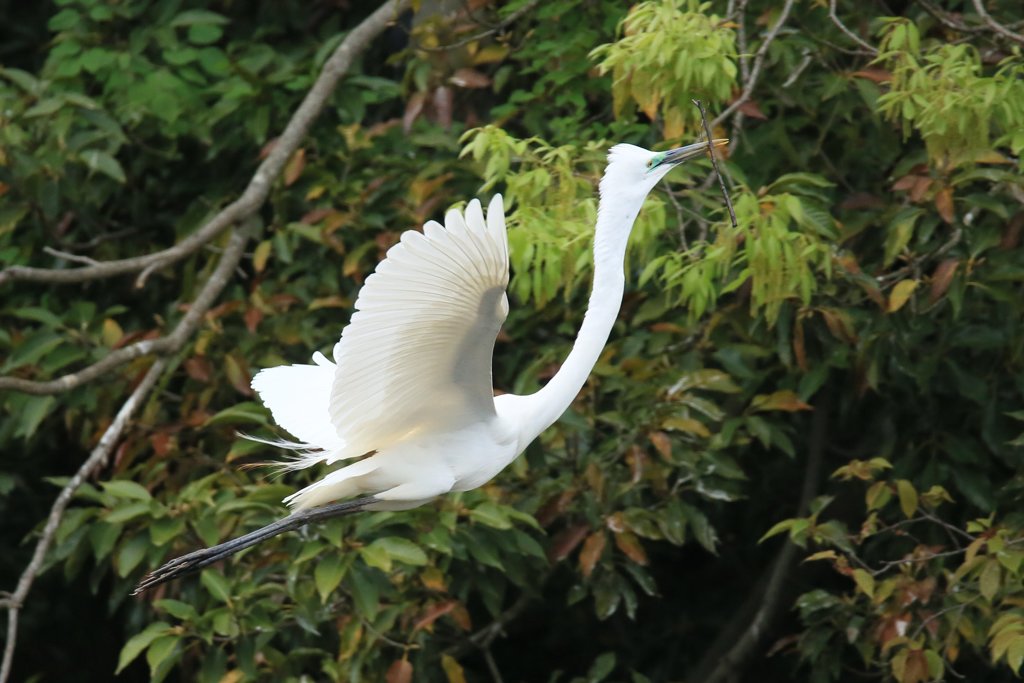 サギのコロニ-の様子