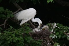 サギのコロニ-の様子