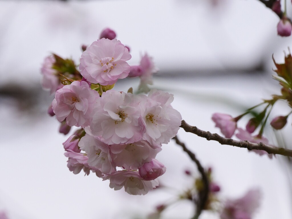 染井吉野で無い桜の花