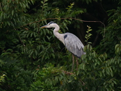 サギのコロニ-の様子