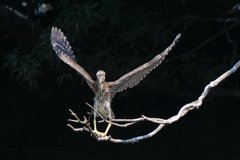 サギのコロニ-の様子