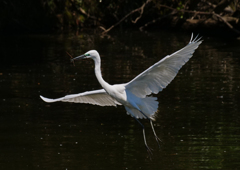 サギのコロニ-の様子