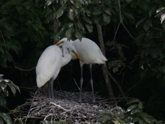 サギのコロニ-の様子