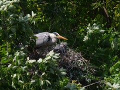 サギのコロニ-の様子