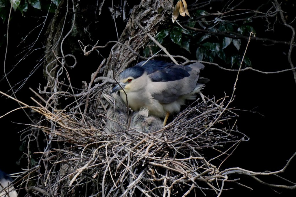 サギのコロニ-の様子