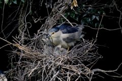 サギのコロニ-の様子