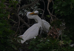 サギのコロニ-の様子