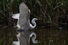 サギのコロニ-の様子