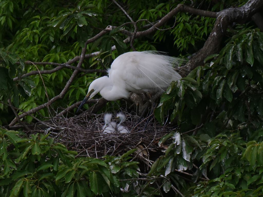 サギのコロニ-の様子