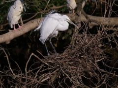 サギのコロニーの様子