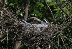 サギのコロニーの様子