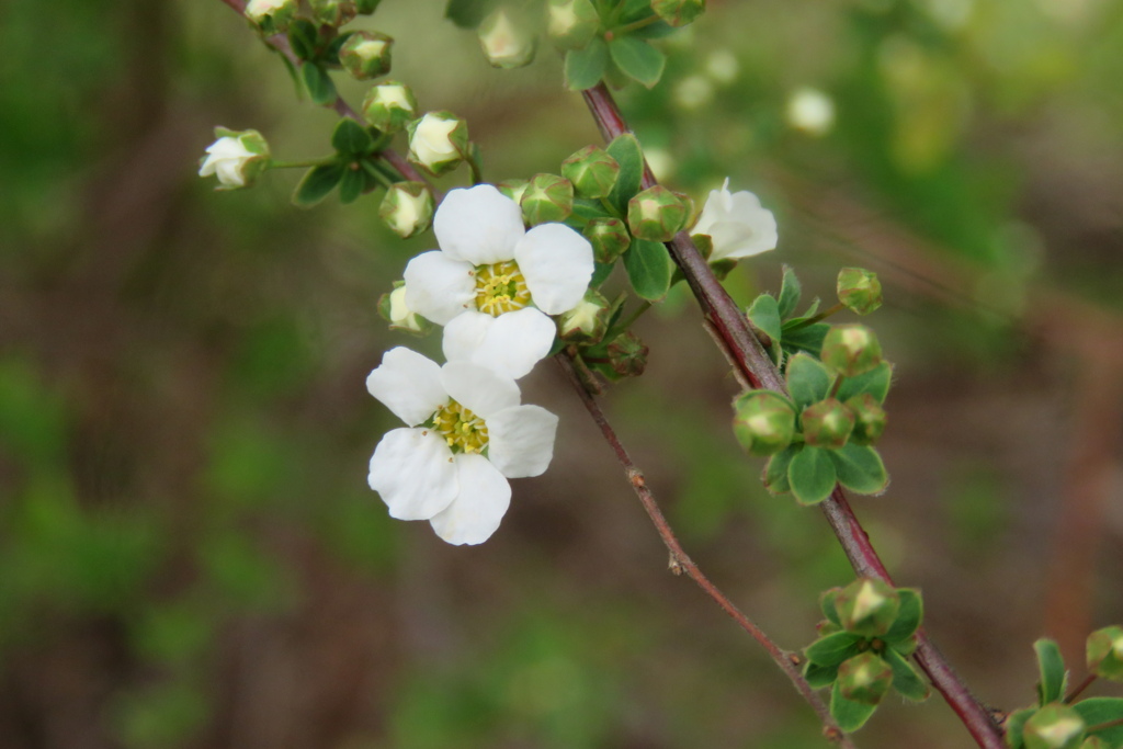 もうすぐ桜