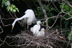 サギのコロニ-の様子