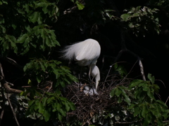 サギのコロニ-の様子