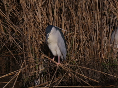サギのコロニーの様子
