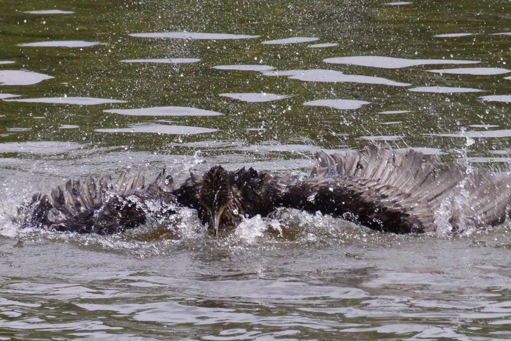 サギのコロニ-の様子