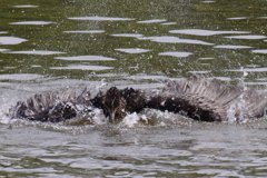 サギのコロニ-の様子