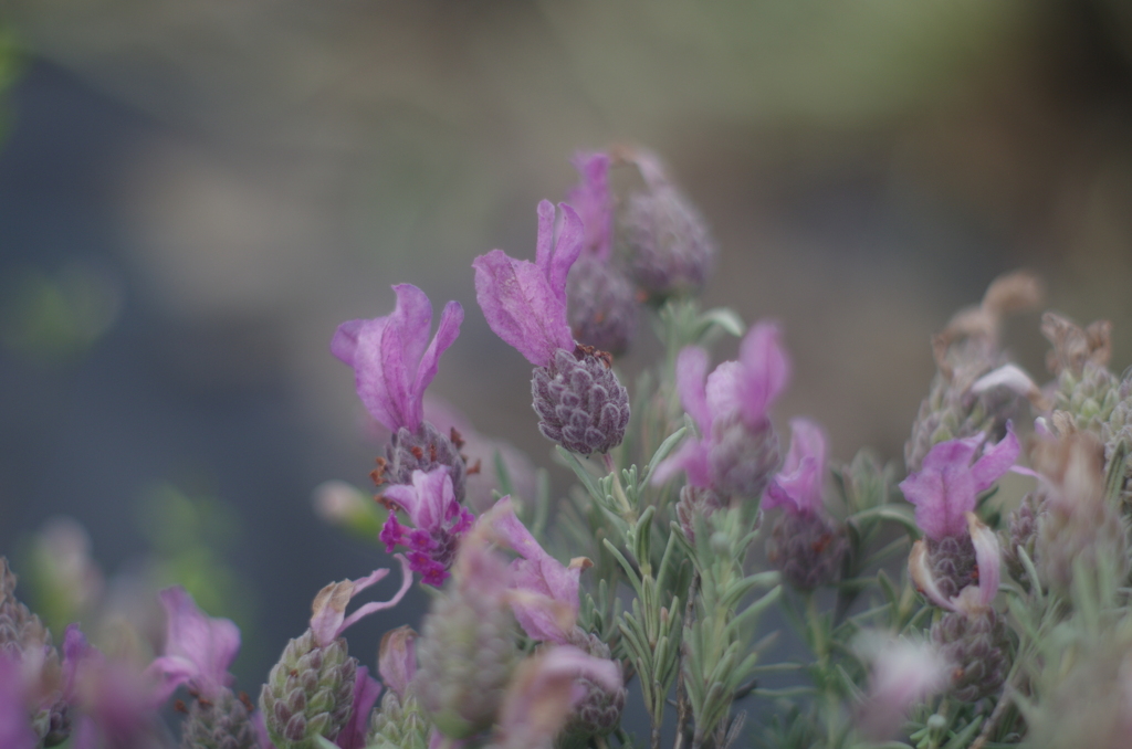 PENTAX-M 50mm F1.4