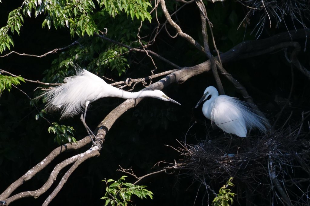 サギのコロニ-の様子