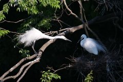 サギのコロニ-の様子