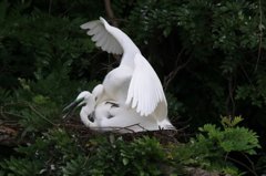 ダイサギ