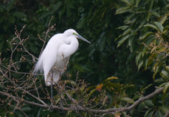 サギのコロニ-の様子