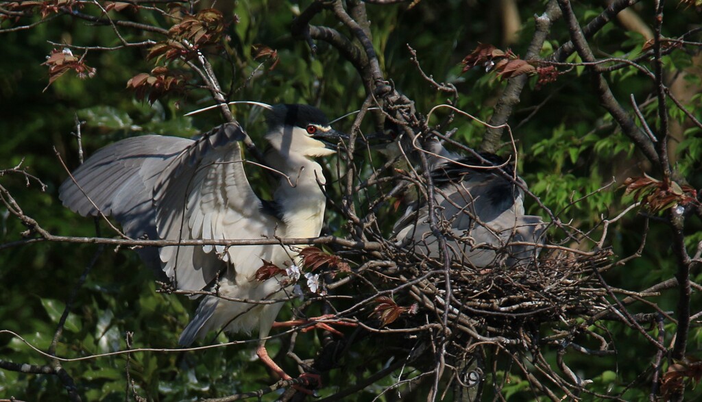 サギのコロニ-の様子