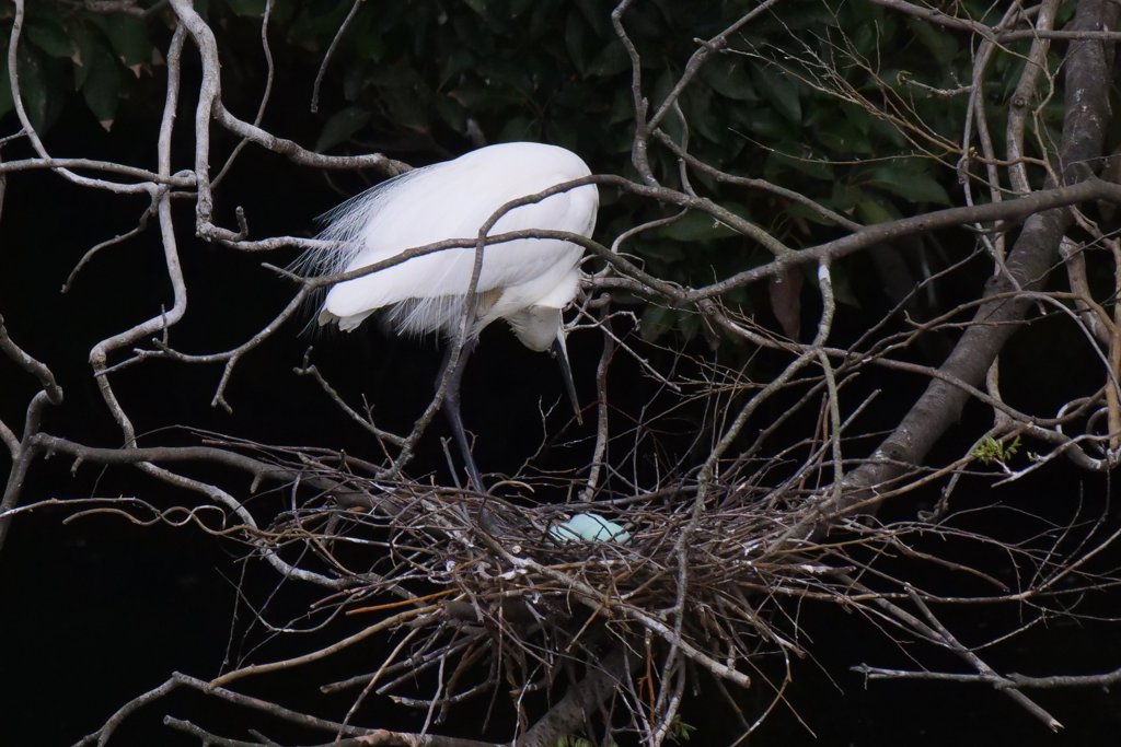サギのコロニ-の様子
