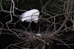 サギのコロニ-の様子