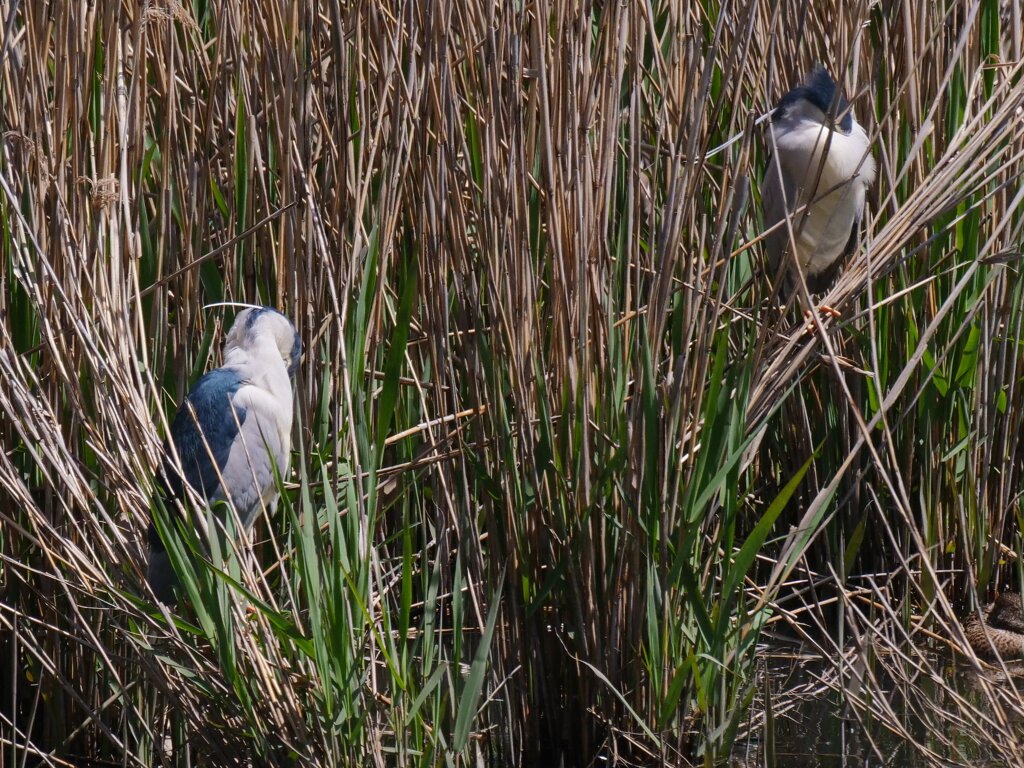 サギのコロニ-の様子