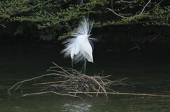 ダイサギ