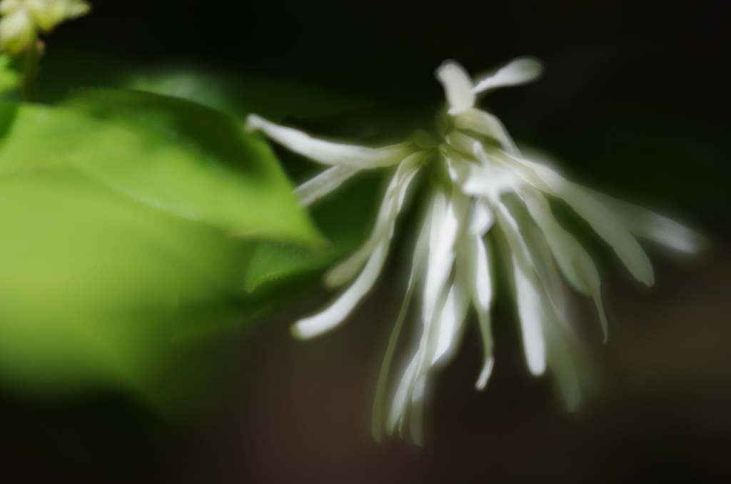 LENSBABY Velvet