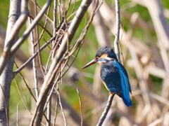 坂月川沿い散歩