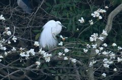 サギのコロニ-の様子