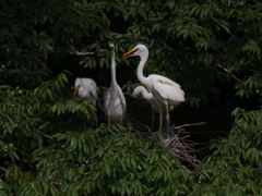 サギのコロニ-の様子