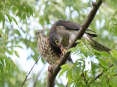 日本で最小のタカ　ツミ